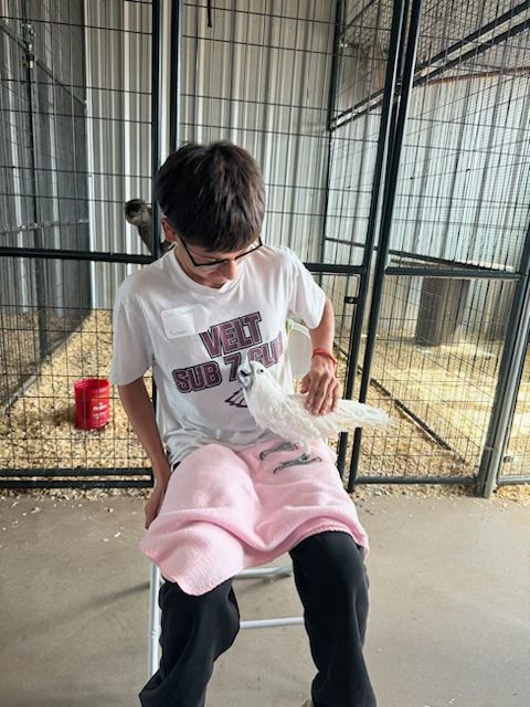 white bird on kids lap